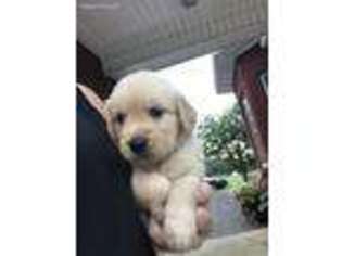 Golden Retriever Puppy for sale in Russellville, AL, USA