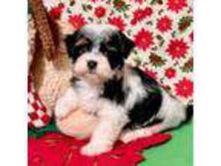 Havanese Puppy for sale in The Villages, FL, USA