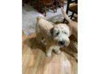 Soft Coated Wheaten Terrier Puppy for sale in West Bend, WI, USA