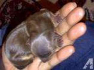 Yorkshire Terrier Puppy for sale in INWOOD, WV, USA