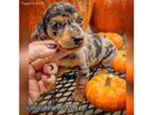 Dachshund Puppy for sale in Ravenna, OH, USA