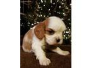 Cavalier King Charles Spaniel Puppy for sale in Albany, GA, USA