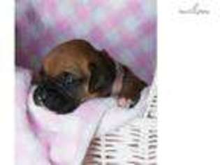 Boxer Puppy for sale in Denver, CO, USA