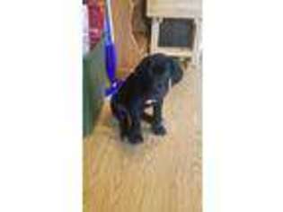 Great Dane Puppy for sale in Bradford, PA, USA