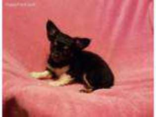 Chihuahua Puppy for sale in Mansfield, TX, USA
