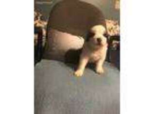 Saint Bernard Puppy for sale in Royston, GA, USA