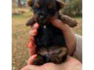 Yorkshire Terrier Puppy for sale in Carthage, TN, USA