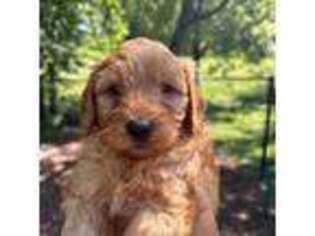 Mutt Puppy for sale in Lawrence, KS, USA