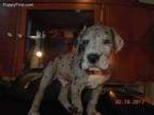 Great Dane Puppy for sale in Holiday, FL, USA