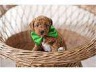 Goldendoodle Puppy for sale in Savannah, GA, USA