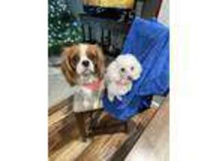 Cavapoo Puppy for sale in Blue Springs, MO, USA