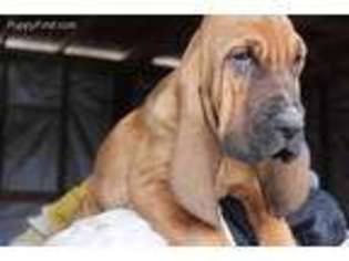 Bloodhound Puppy for sale in Cadillac, MI, USA