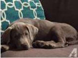 Labrador Retriever Puppy for sale in HALLETTSVILLE, TX, USA