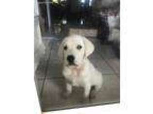 Labrador Retriever Puppy for sale in Homestead, FL, USA