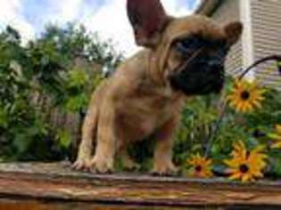 French Bulldog Puppy for sale in Long Grove, IL, USA