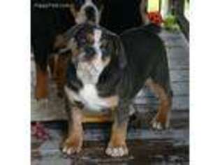Olde English Bulldogge Puppy for sale in Clarksville, TX, USA