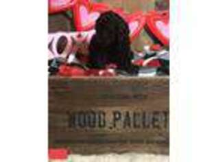 Labradoodle Puppy for sale in Dublin, VA, USA