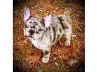 French Bulldog Puppy for sale in West Chester, OH, USA