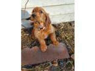 Golden Retriever Puppy for sale in Lewistown, MT, USA