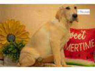 Labrador Retriever Puppy for sale in Springfield, MO, USA