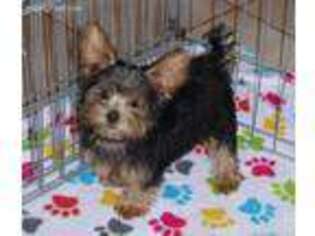 Yorkshire Terrier Puppy for sale in Tucson, AZ, USA