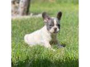 French Bulldog Puppy for sale in Vernal, UT, USA