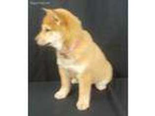 Shiba Inu Puppy for sale in Goshen, IN, USA