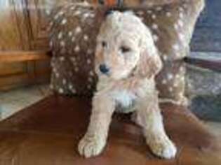 Goldendoodle Puppy for sale in Briggs, TX, USA
