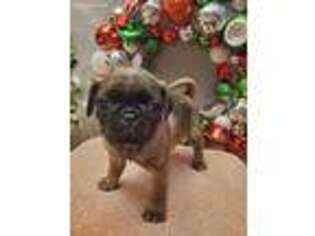 Pug Puppy for sale in Tipp City, OH, USA