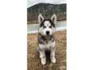 Siberian Husky Puppy for sale in Clark Fork, ID, USA