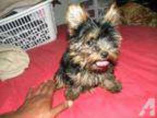 Yorkshire Terrier Puppy for sale in HAUPPAUGE, NY, USA