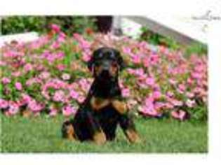 Doberman Pinscher Puppy for sale in Lancaster, PA, USA