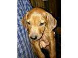 Rhodesian Ridgeback Puppy for sale in Huffman, TX, USA