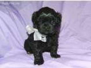 Shih-Poo Puppy for sale in Gainesville, MO, USA