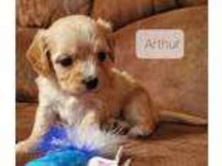 Cavachon Puppy for sale in Doon, IA, USA