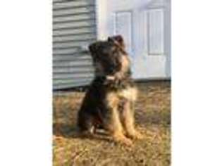 German Shepherd Dog Puppy for sale in Free Soil, MI, USA