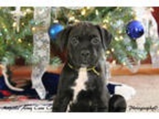 Cane Corso Puppy for sale in Rockford, IL, USA