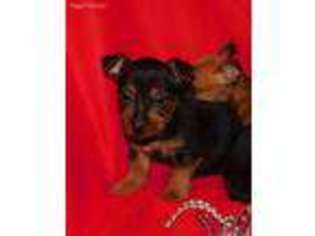 Australian Terrier Puppy for sale in Thayer, MO, USA