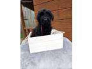 Black Russian Terrier Puppy for sale in Hartselle, AL, USA