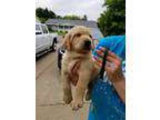 Labrador Retriever Puppy for sale in Jacksonville, IL, USA