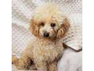 Bichon Frise Puppy for sale in Childress, TX, USA