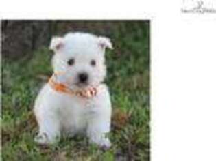 West Highland White Terrier Puppy for sale in Little Rock, AR, USA
