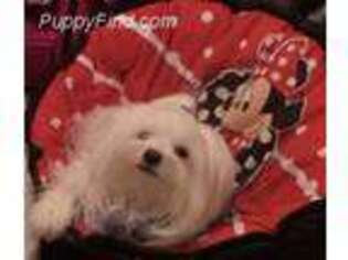 Maltese Puppy for sale in Kansas City, MO, USA