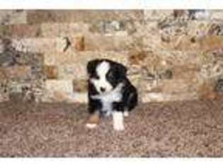 Miniature Australian Shepherd Puppy for sale in Omaha, NE, USA