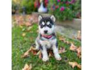 Siberian Husky Puppy for sale in Herkimer, NY, USA