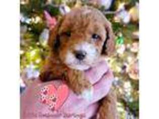 Mutt Puppy for sale in Swainsboro, GA, USA