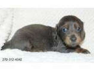 Dachshund Puppy for sale in Sonora, KY, USA