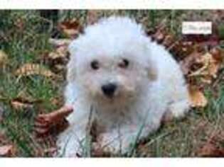 Bichon Frise Puppy for sale in Asheville, NC, USA