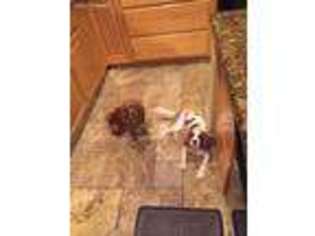 Cavalier King Charles Spaniel Puppy for sale in Scottsdale, AZ, USA