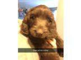 Labradoodle Puppy for sale in Sparta, MI, USA